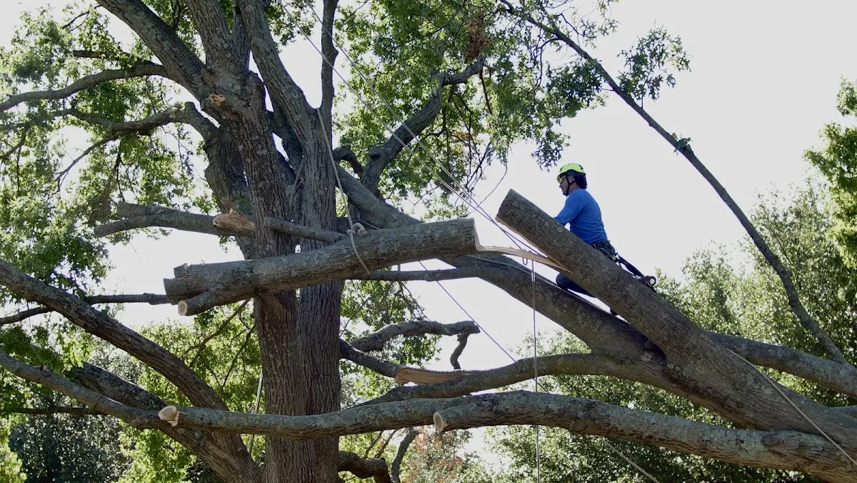 Professional Crown Thinning performed by certified arborists in Wapato
