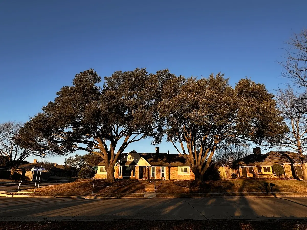 Established residential canopy tree shading a home in Wapato